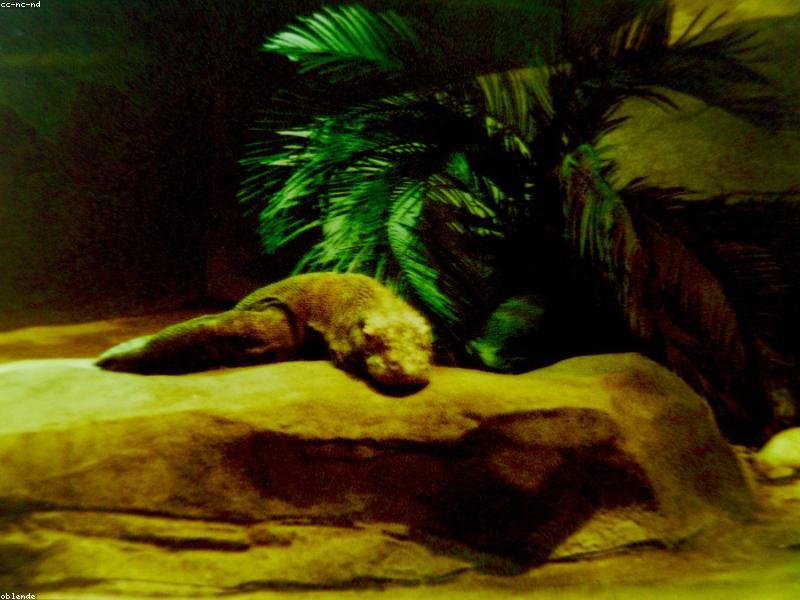 Komodo & Flores